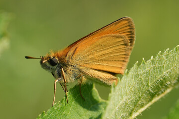 Closeup on a small European orange Essex skipper butterfly, Thymelicus lineola midst green vegetation