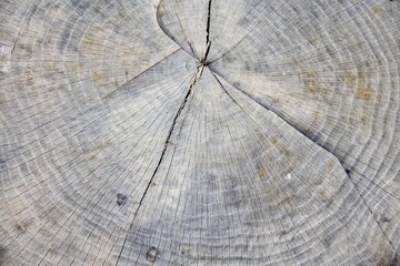 Fototapeta premium tree rings from a stump of recently cut tree