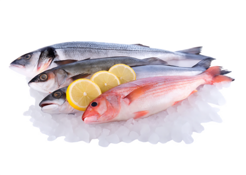  fresh fish assortment with lemon slice on ice isolated on white background PNG , AI GENERATED