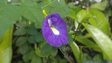 The butterfly pea flower or Asian pigeonwings is blooming