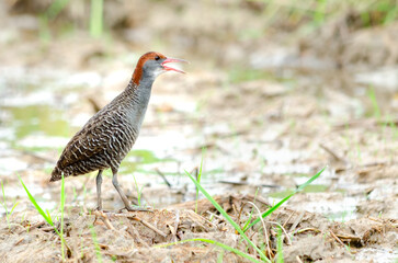 Slaty-breasted Rail Singing in the middle of a rice field in rural Thailand