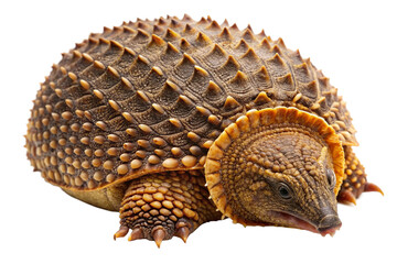 Obraz premium turkey on white background