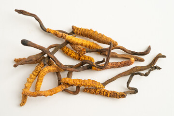 Cordyceps sinensis or Ophiocordyceps sinensis isolated on white background, mushroom herb treatment medicine.