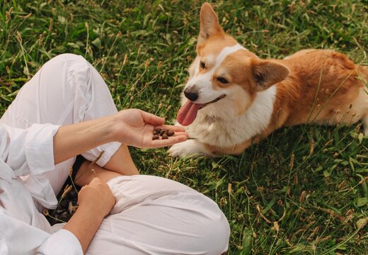 Close-up of a woman training and feeding a Welsh Corgi in the park in sunny weather. Concept of walking a dog, friendship between a dog and owner. Part of a series. Soft focus.