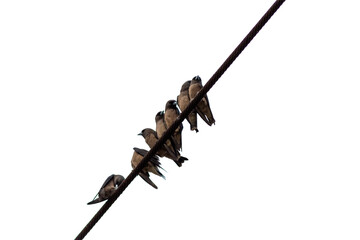 swallows on a wire isolated on white background, close-up