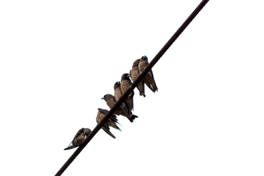 swallows on a wire isolated on white background, close-up