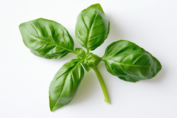 Fototapeta premium A single sprig of basil with its rich green leaves on a white background, symbolizing freshness and nature. 