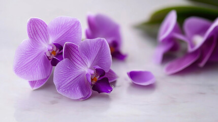 A small potted orchid plant with purple flowers, with a focus on its elegant petals, placed on a white surface. 