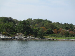 the river in the forest