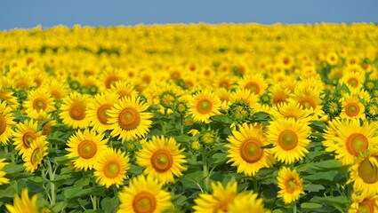 Vibrant Sunflower Field in Full Bloom Under Clear Blue Sky with Bright Sunlight and Natural Breeze
