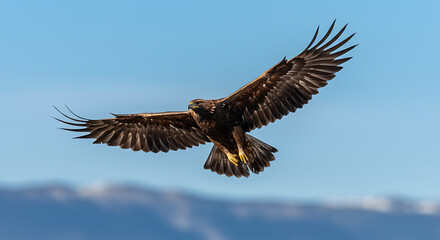 Obraz premium Majestic Golden Eagle Soaring