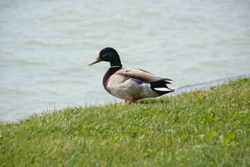 duck on the water