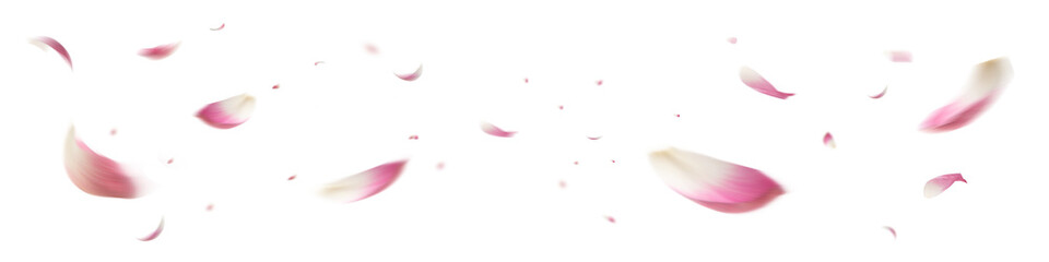 Realistic Lotus Petal Falling Transparent