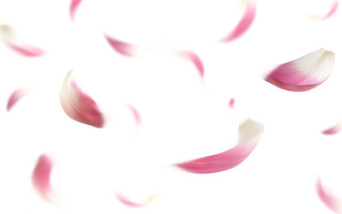 Realistic Lotus Petal Falling Transparent