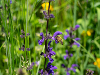 bee puts his head inside the flower to collect nectar of the flower in the meadow