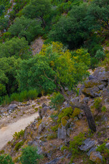 One tree arches toward the path, adding shape to this quiet, rugged scene.