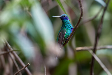the sparkling violetear graces the gardens of Huembo, Amazonas with its vivid blues and greens, alive against the cloud forest backdrop.