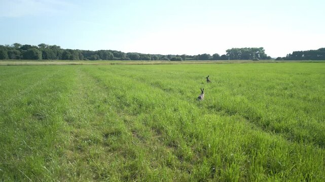 Wild hare running through a lush green field under a clear blue sky, showcasing natural habitat and vibrant outdoor scenery