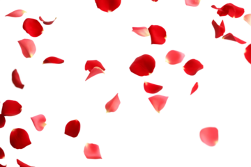   rose petals flying isolated on white background PNG , AI GENERATED