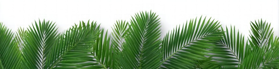 Lush Green Tropical Foliage on White Background