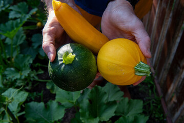 one yellow round, one yellow long and one green round zucchini in hands.