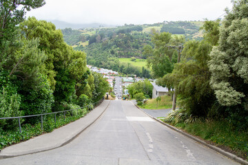 Scenic Downhill Road Surrounded by Greenery