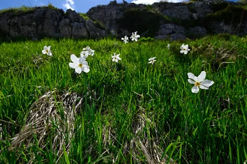 Fototapeten Narzisse Weiße Narzisse, Dichter-Narzisse // poet's daffodil  (Narcissus poeticus) - Tomorr Nationalpark, Albanien  © bennytrapp