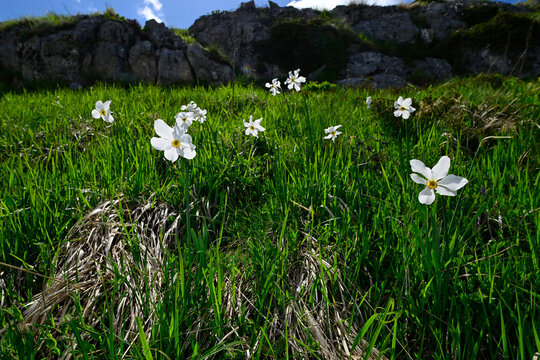 Wei&szlig;e Narzisse, Dichter-Narzisse // poet's daffodil  (Narcissus poeticus) - Tomorr Nationalpark, Albanien