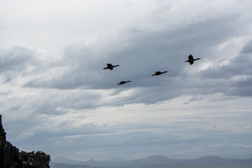 Flock of Birds Flying in a Cloudy Sky
