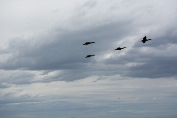 Birds Flying in Cloudy Skies