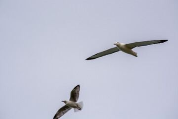 Two Birds in Flight Against a Gray Sky