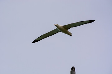 Bird Soaring in the Sky