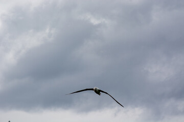 Bird Soaring Against Cloudy Sky