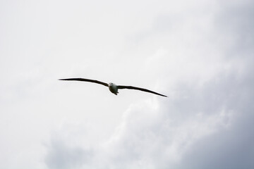 Bird Soaring Against a Cloudy Sky