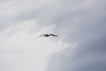 Bird Soaring Through a Cloudy Sky