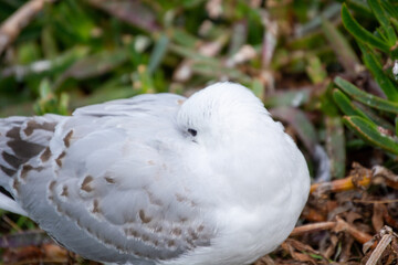 Close-up of a Resting Bird in Nature