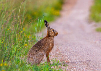 European brown hare, lepus europaeus, Hare sitting on a path