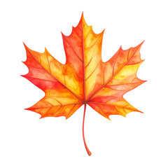 maple leaf isolated on white