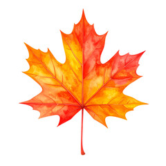 Obraz premium maple leaf isolated on white