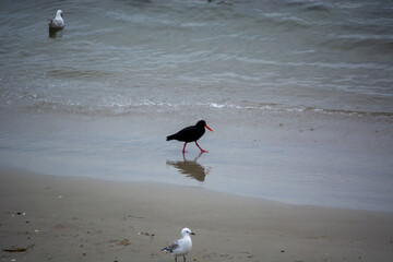 Black Bird Walking on the Beach