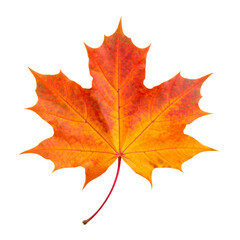 Obraz premium maple leaf isolated on white