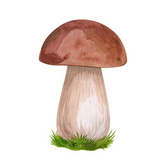 mushrooms isolated on white