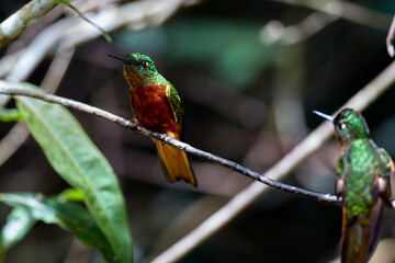 Delicate and elusive — the tiny Little Woodstar hovers like a living gem, adding magic to the Andean skies.