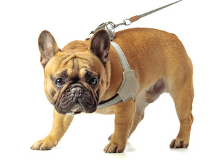French bulldog  in dog harness isolated on a white background.
