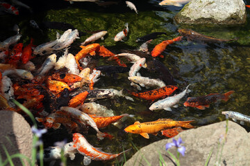 Bright koi fish in a pond or lake. Many koi fish in clear water near the shore. Colorful fish swim in an artificial pond, top view. Multicolored carp. Nature
