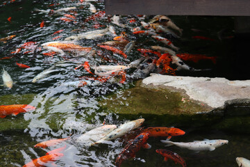 Bright koi fish in a pond or lake. Many koi fish in clear water near the shore. Colorful fish swim in an artificial pond, top view. Multicolored carp. Nature
