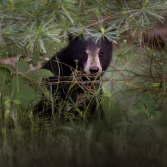American black bear Ursus americanus cub in hiding trying to stay away from bugs and heat in Algonquin Provincial Park Ontario Canada