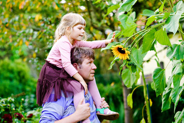 Little preschool girl sitting on shoulder of father with huge sunflower in domestic garden. Happy...