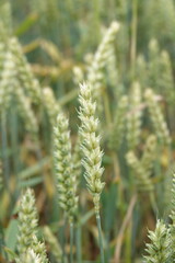 Kłosy zboża rosnące na wiejskim polu © tomo81