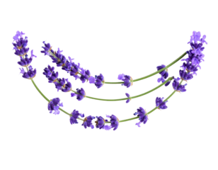 Untitled design - Curved Line Composition of Scattered Lavender Sprigs, Isolated on White Background